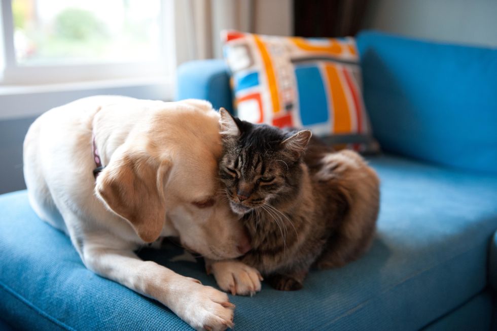 kedi-ve-kopek-resmi