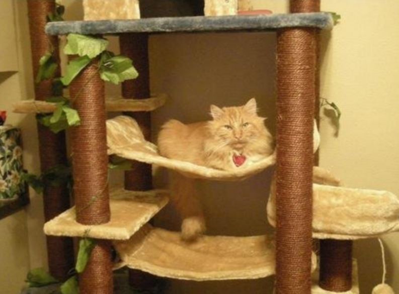 kitty-mansions-cat-tree-real-pictures-1