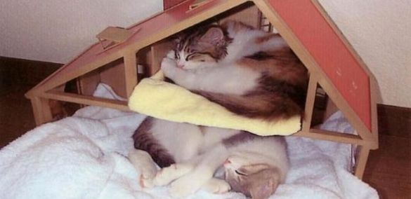 evde-kedi-besleyenler-dikkat-1